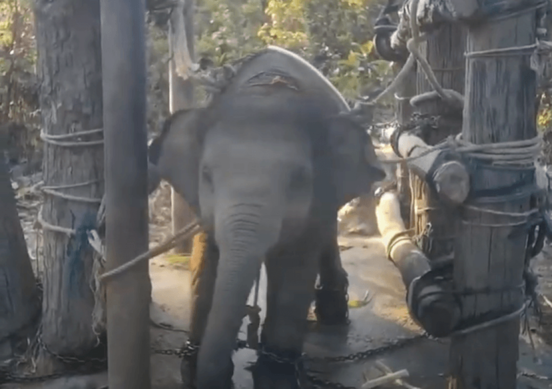 Gruwelijke beelden tonen hoe baby-olifantjes mishandeld worden voor toerisme (video)