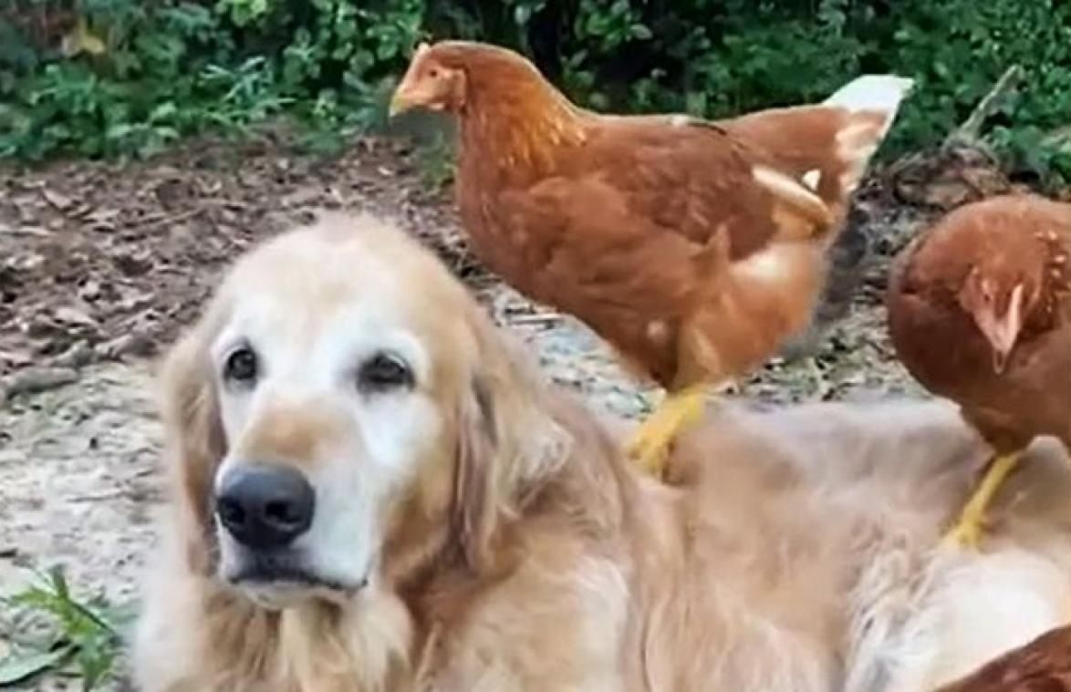 SCHATTIG! Hond is beste vriendjes met kippen (video)