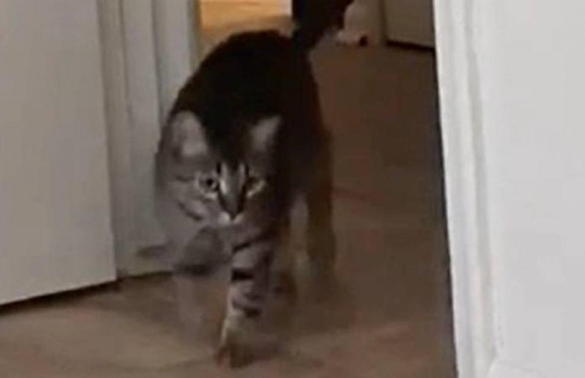 Kat huilt als een baby wanneer baasje het huis verlaat (video)