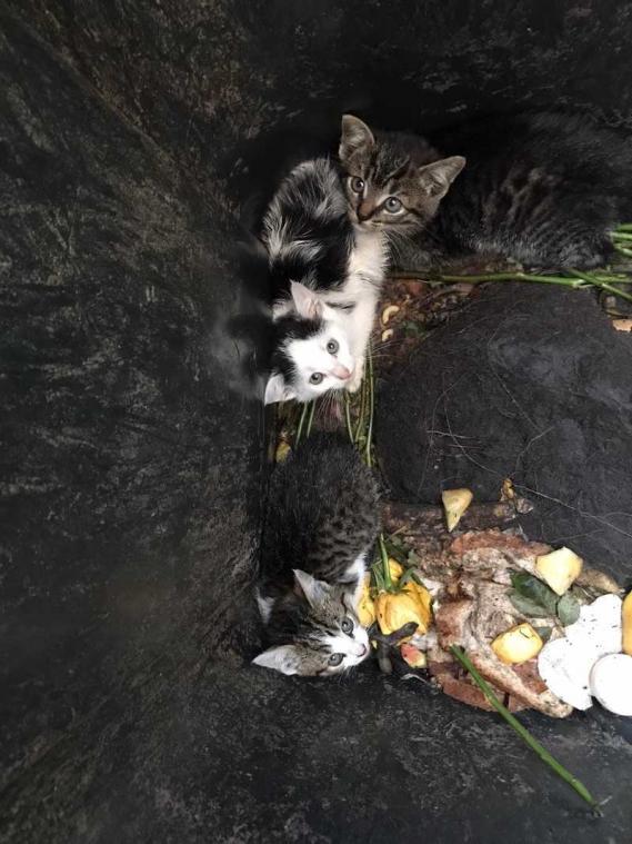 Dierenbeul dumpt kittens in compostbak