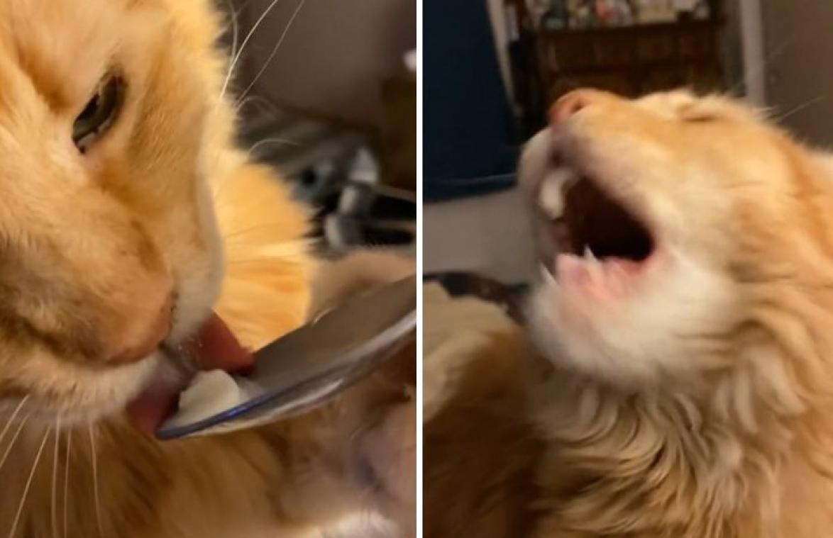 Kat neemt likje van ijs. Haar dramatische reactie is HILARISCH! (video)