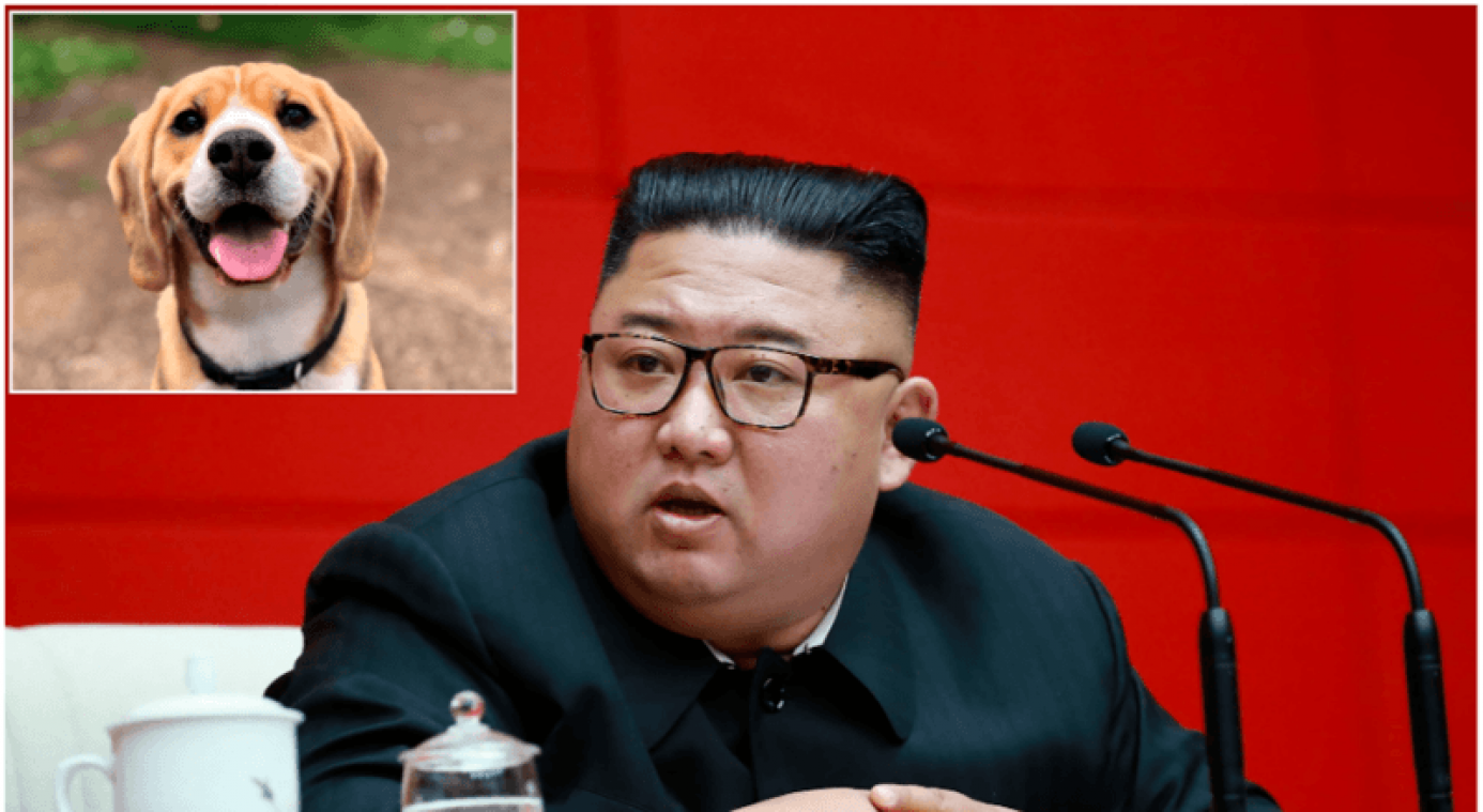 Kim Jong-un beveelt om alle honden in beslag te nemen en te slachten voor voedseltekort