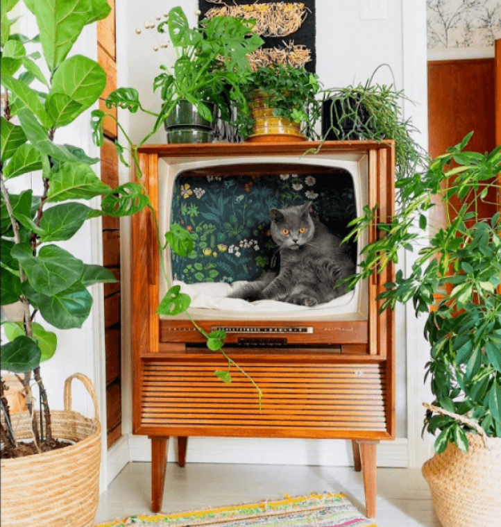 Nieuwe trend voor cat lovers: tover je oude tv om tot een hippe kattenmand (foto's)