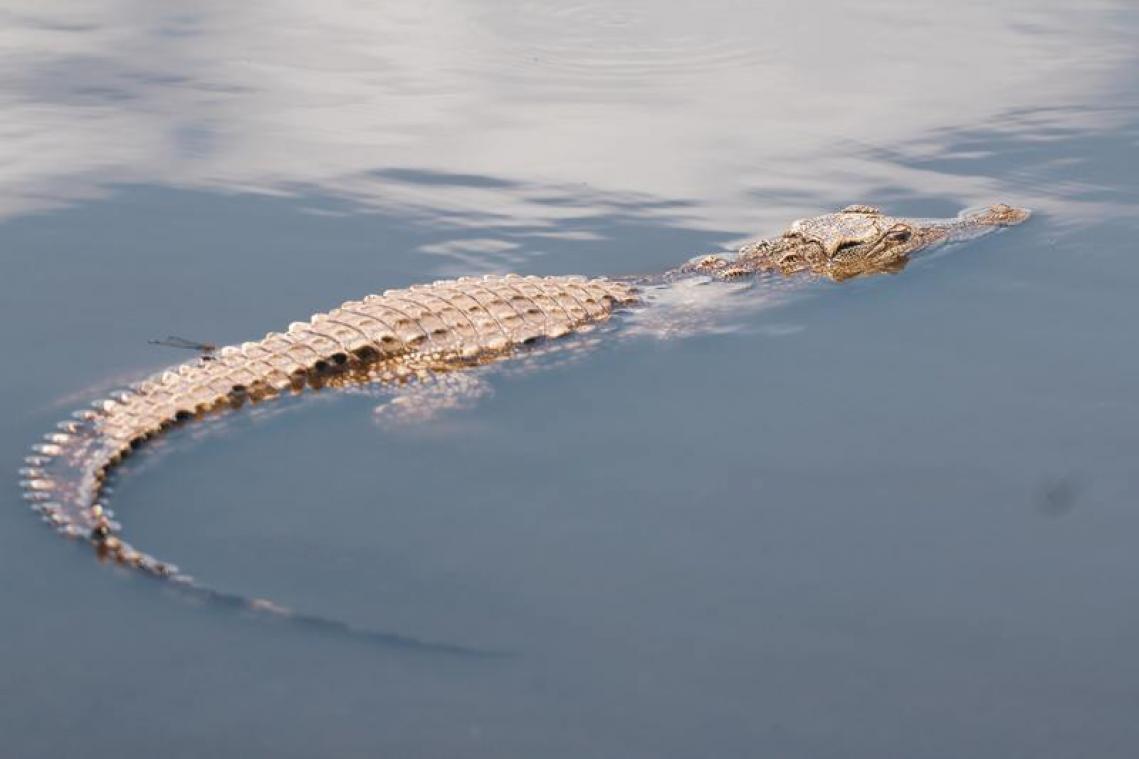 BIZAR. Krokodil-alarm in Duitse rivier