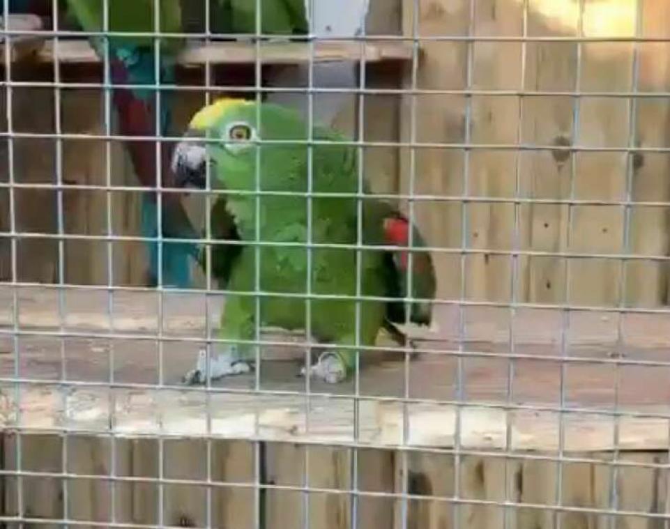 Deze papegaai zingt als een nachtegaal (video)
