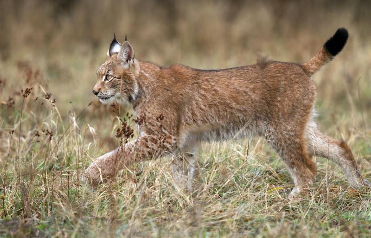 HOERA! Eerste "staalhard" bewijs van lynx in België