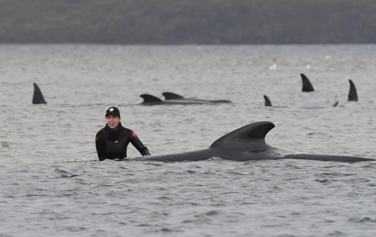 Grote reddingsactie van gestrande walvissen loopt slecht af voor veel dieren