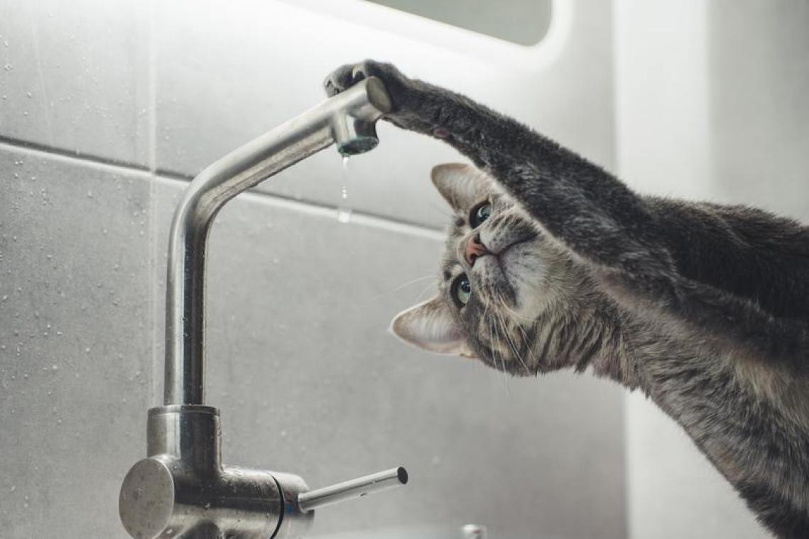 "Vlaming vindt kraantjeswater ongezonder en minder lekker"