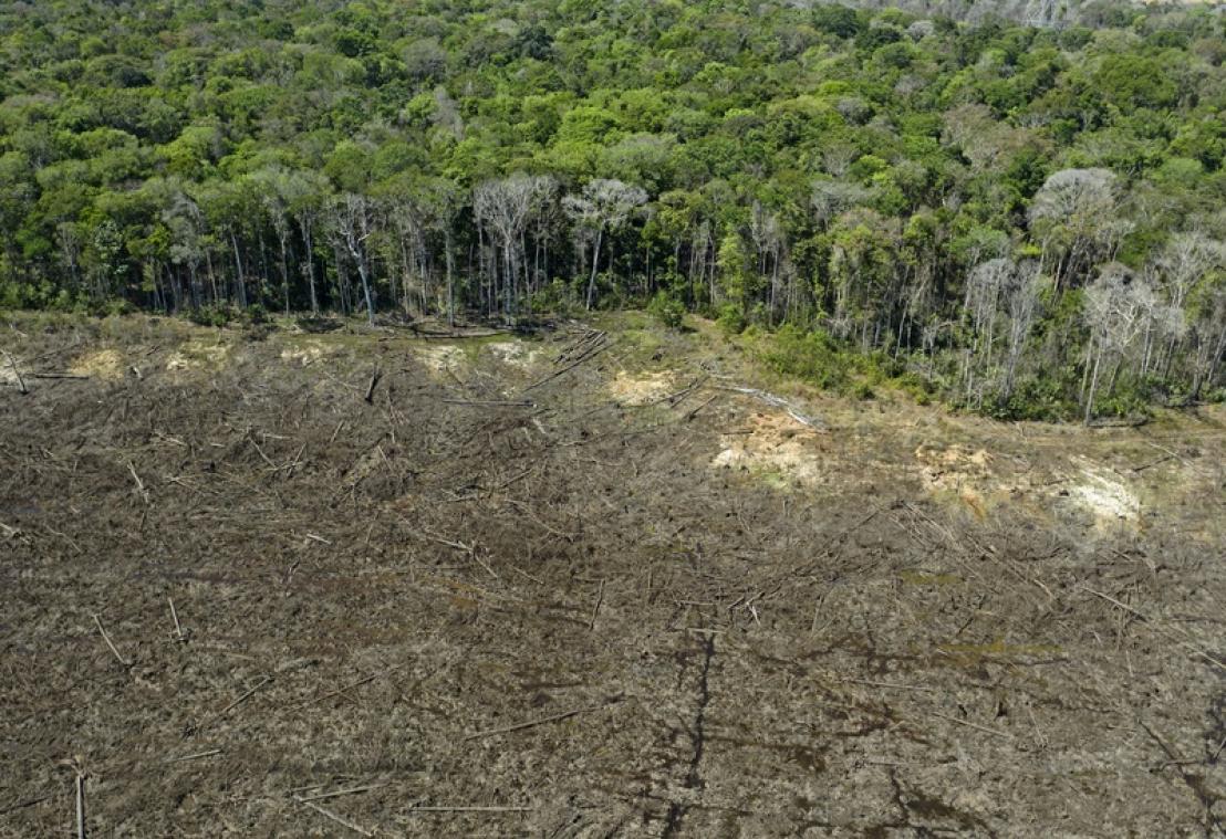 Onderzoek: Amazone is bijna geen regenwoud meer, maar een drogere savanne