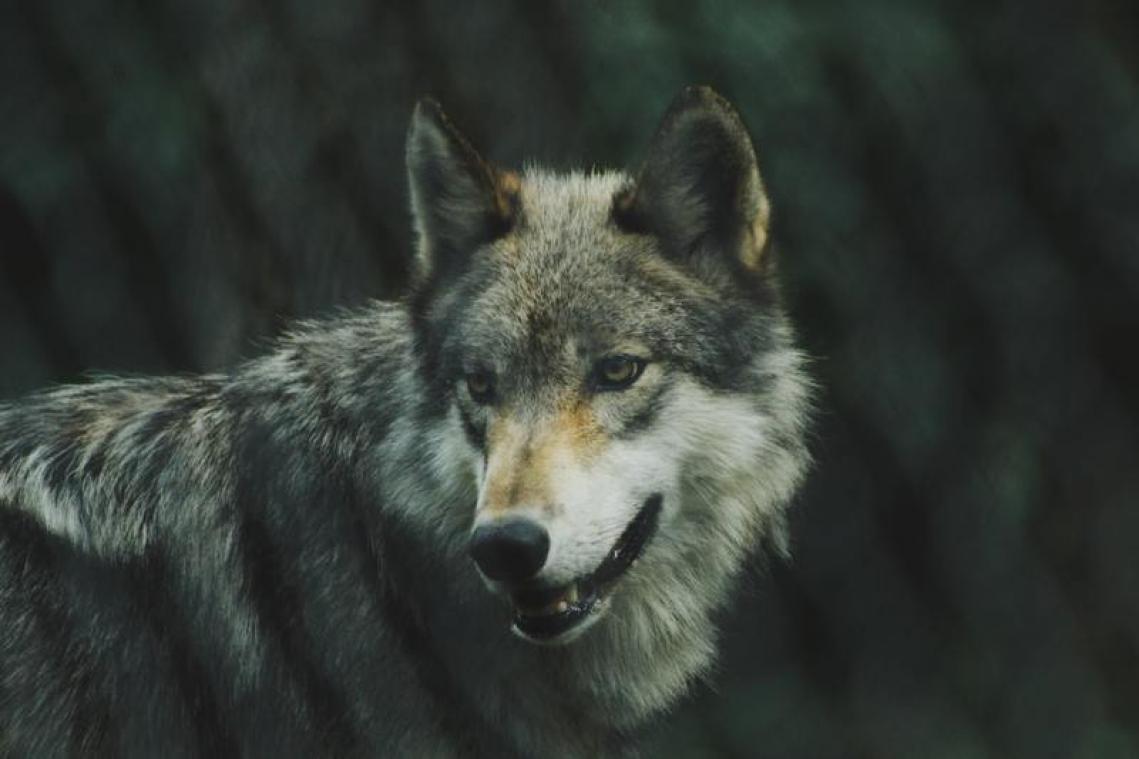 Jonge wolf doodgereden in Hechtel-Eksel