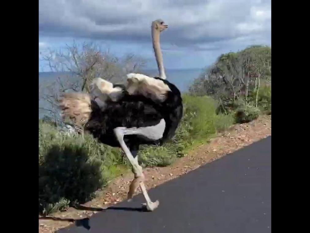 Gigantische struisvogel achtervolgt wielrenner tijdens ritje (video)