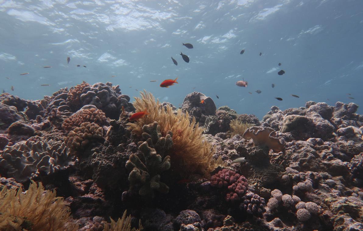 Helft van Great Barrier Reef in Australië afgestorven in 25 jaar tijd