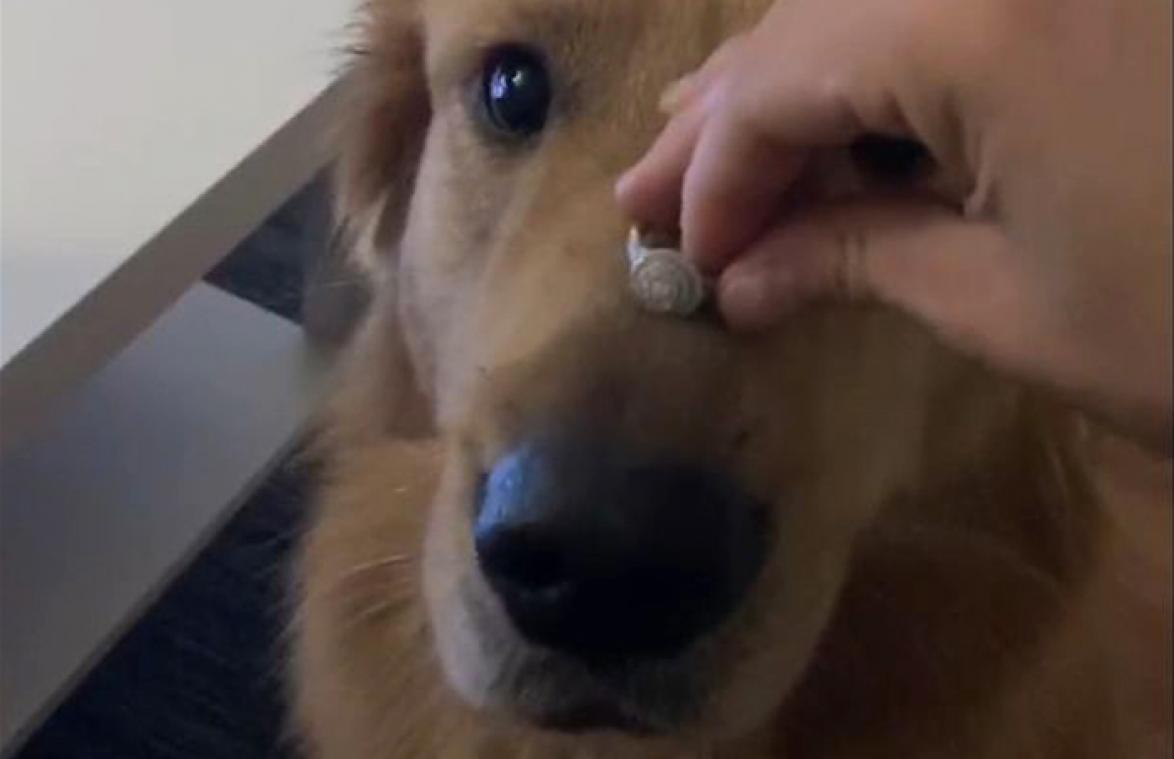 Vrouw kondigt verloving aan door ring op snuit van hond te leggen, maar dan loopt het fout... (video)