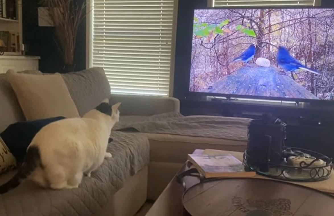 Kat ziet vogel op televisie. Haar reactie is pijnlijk hilarisch! (video)
