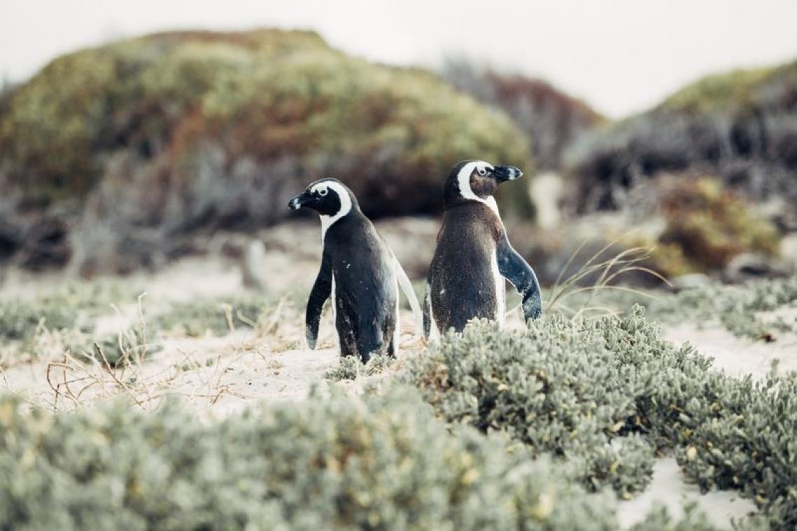 BIZAR. Homoseksuele pinguïns schoppen (alweer) keet in Nederlandse zoo