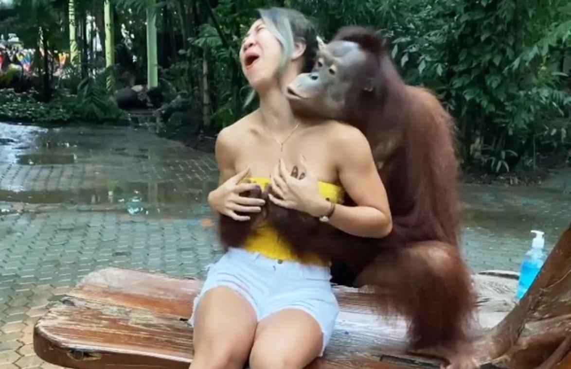 Orang-oetan is iets te handtastelijk bij bezoekster van zoo (video)
