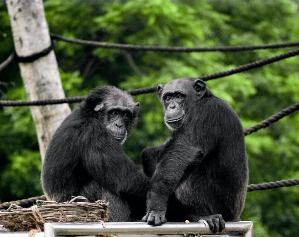 Twee chimpansees doodgeschoten in Nederlands dierenpark