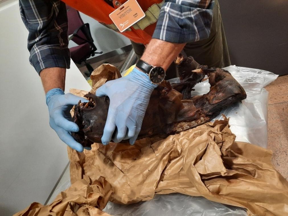 Deze dierenresten ontdekt Belgische douane in actie tegen stroperij