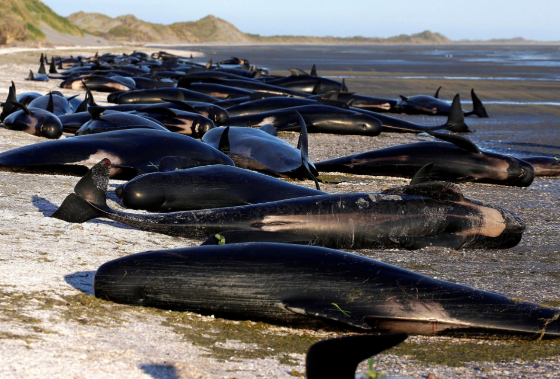 Bijna honderd dode walvissen aangespoeld in Nieuw-Zeeland