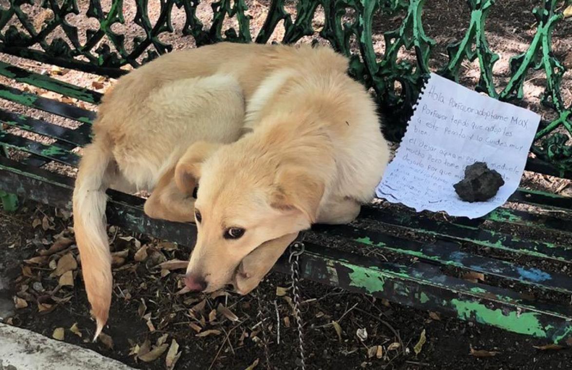 Hond achtergelaten op bankje met hartbrekende boodschap van kind (foto)