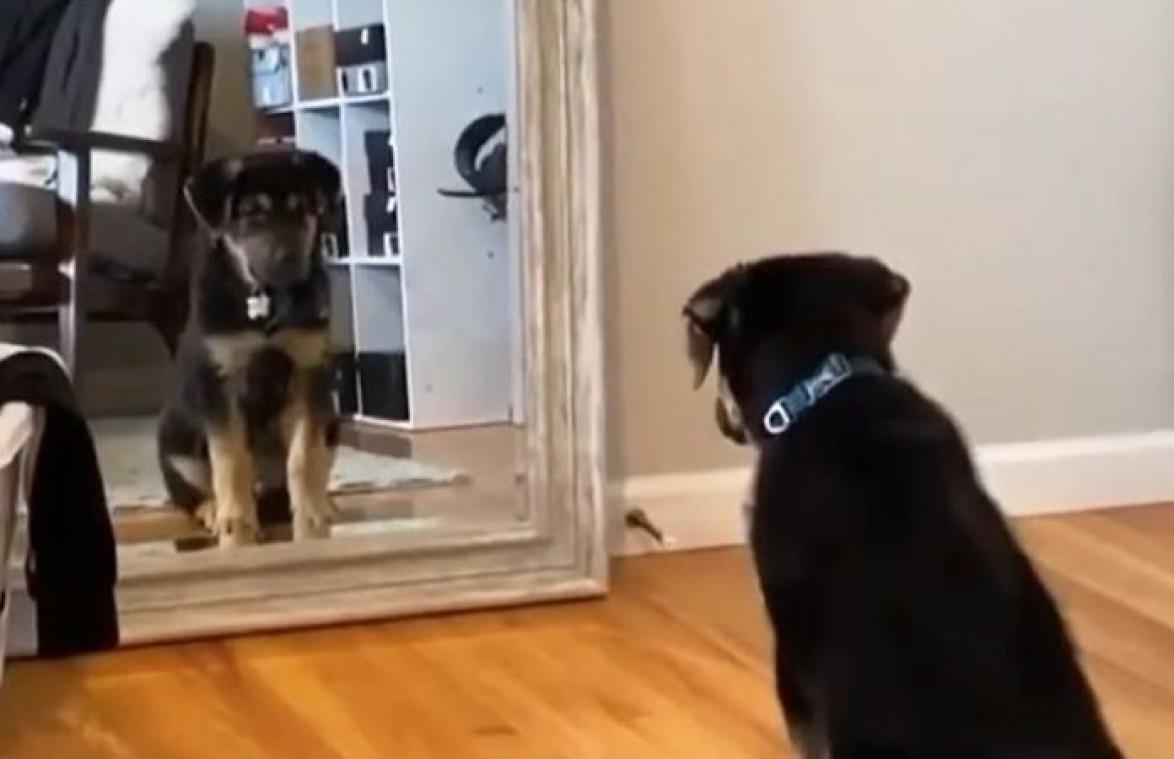 Hond ziet zichzelf in de spiegel. Zijn reactie? Té schattig! (video)