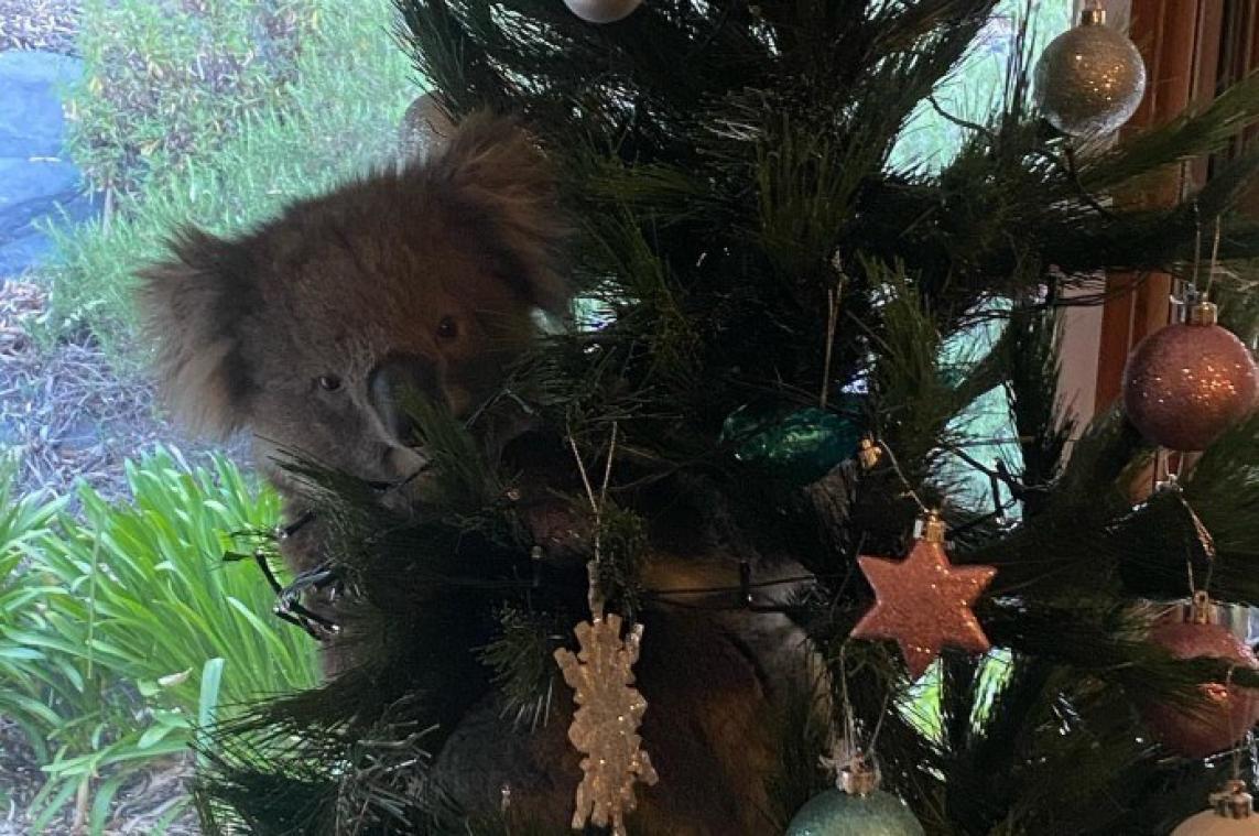 SCHATTIG! Koala breekt in bij gezin en kruipt in kerstboom (video)