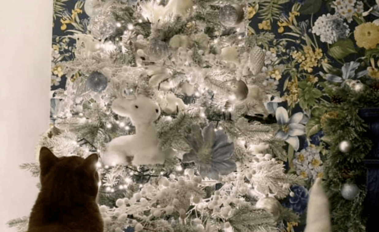 In deze kerstboom zit een schattige kitten verstopt, maar kan jij haar vinden?