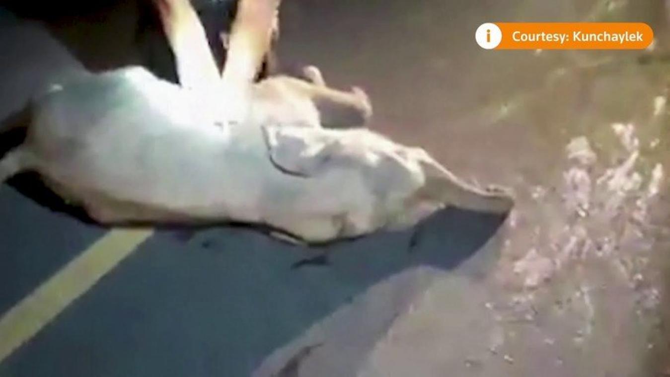 Reddingswerker reanimeert babyolifant in uniek moment: "Is mijn instinct om levens te redden" (video)