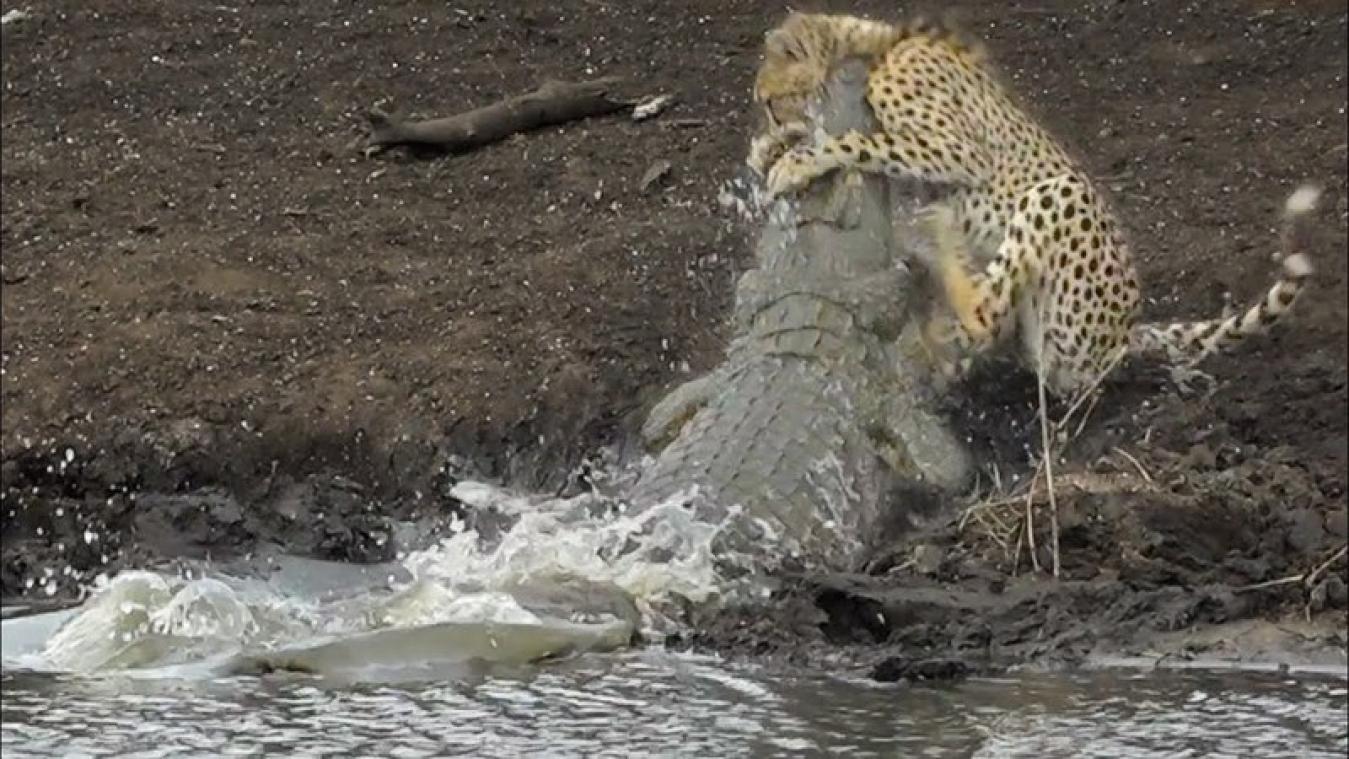 WOW. Hongerige krokodil valt nietsvermoedend jachtluipaard aan (video)