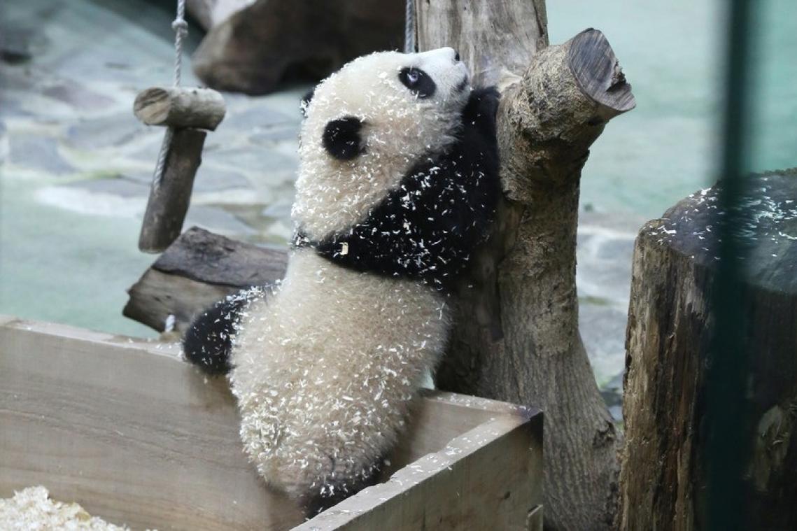 CUTE. Tweede reuzenpandajong van dierentuin Taiwan voorgesteld (foto's)