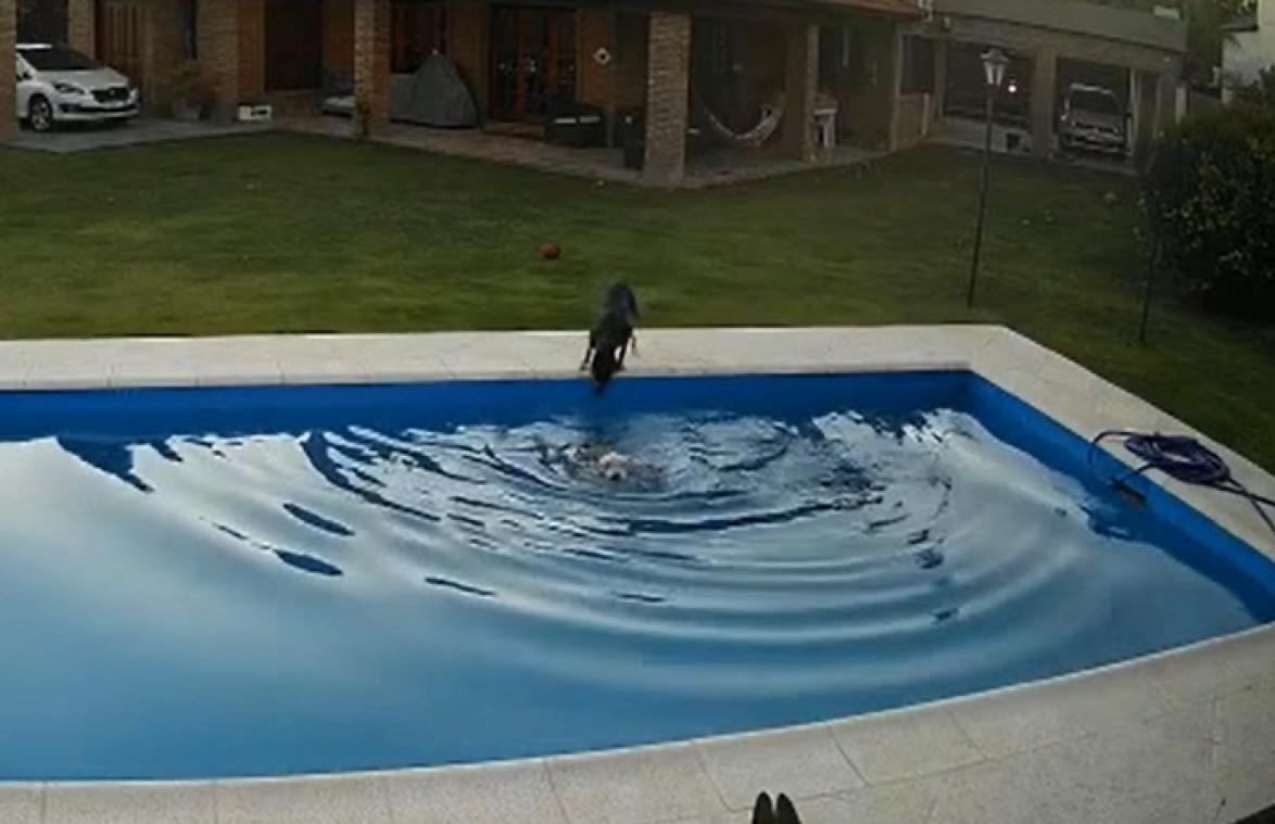 Blinde hond valt in zwembad, maar dan gebeurt DIT: "We konden onze ogen niet geloven" (video)