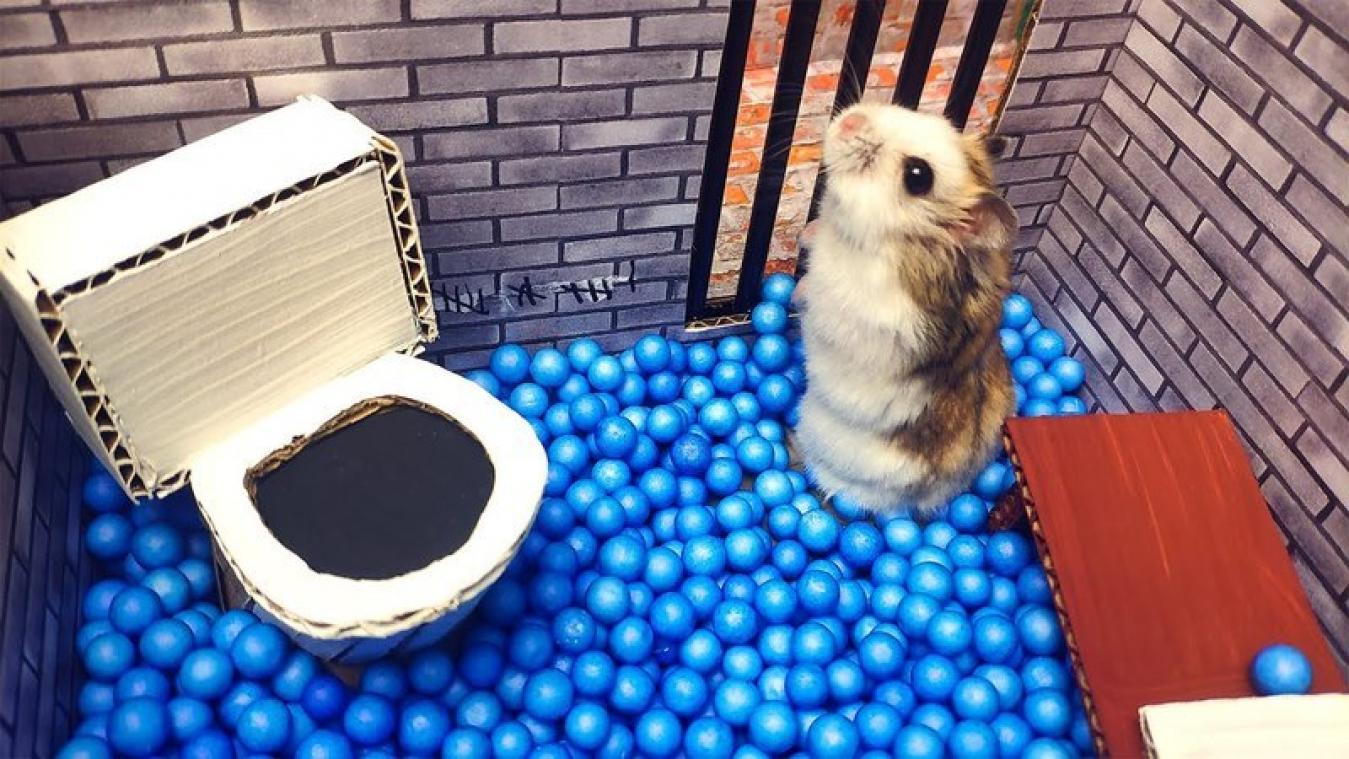 SCHATTIG. Man maakt waanzinnige escape rooms voor zijn hamsters (video)