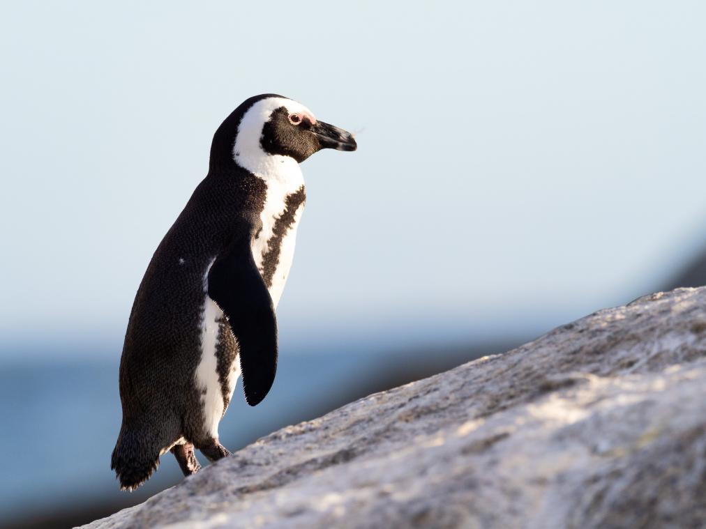 BIZAR. Pinguïns in Nederlandse zoo naar binnen vanwege... de kou