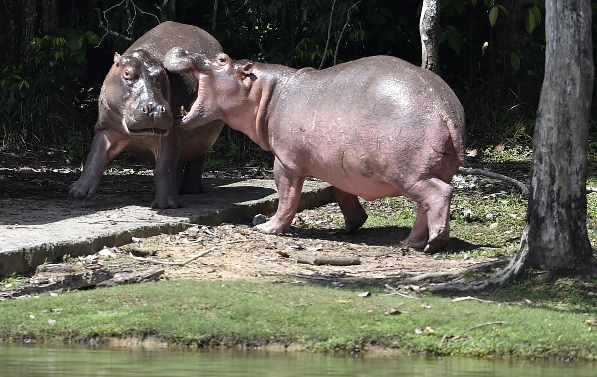 Wetenschappers willen nijlpaarden van Pablo Escobar afmaken: "Een tikkende tijdbom"