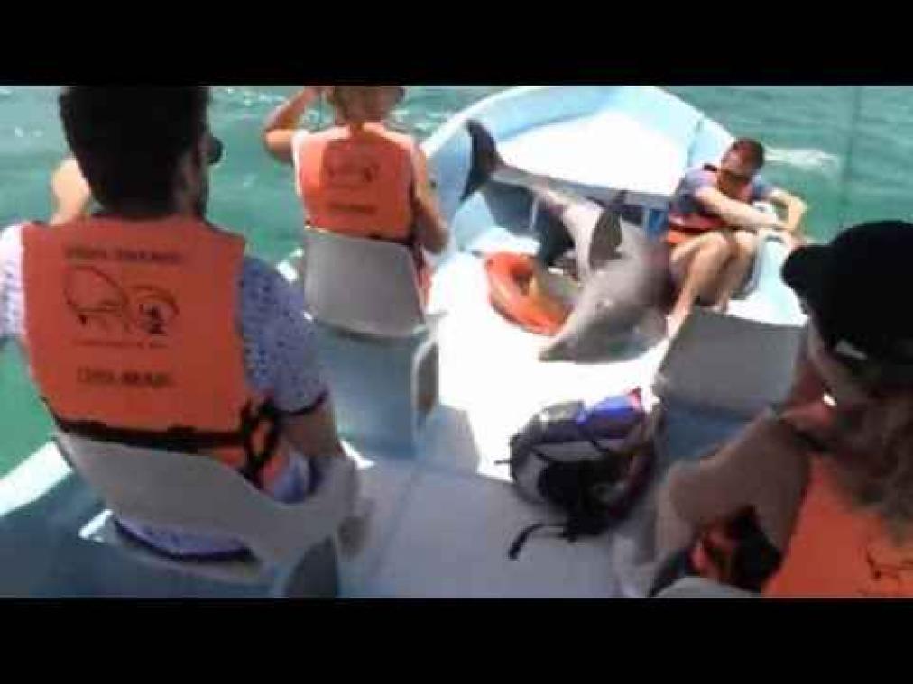Energieke dolfijn springt in toeristenboot