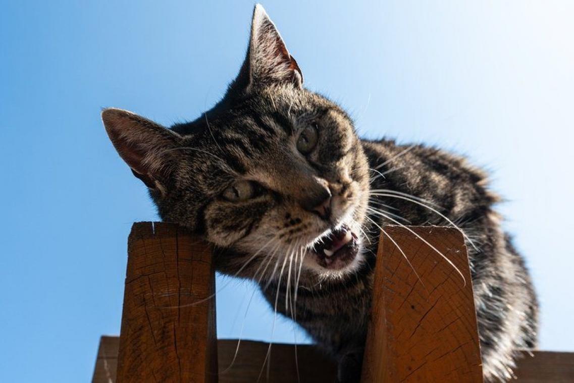 Waarom miauwen katten nu eigenlijk echt?