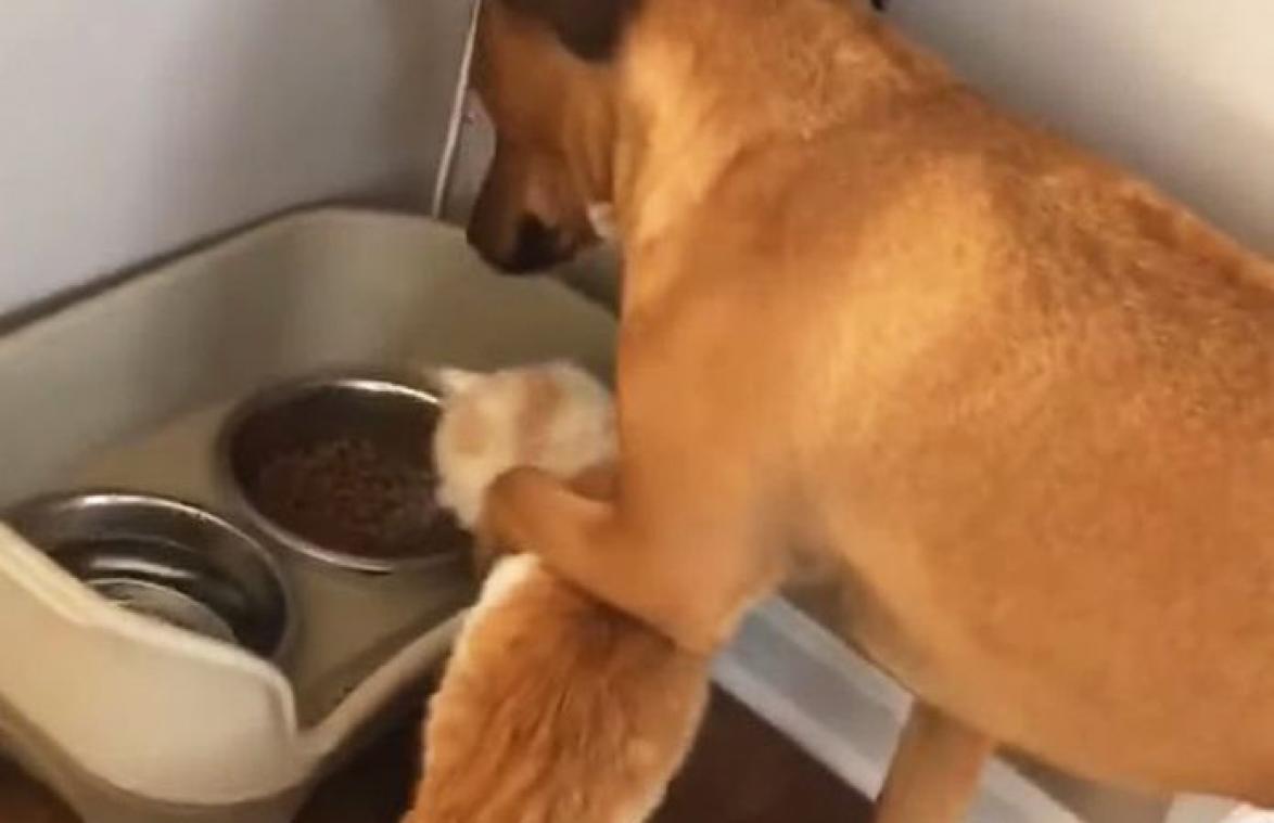 Kat waagt zich aan eten van hond, maar die maakt duidelijk dat hij dat NIET apprecieert (video)