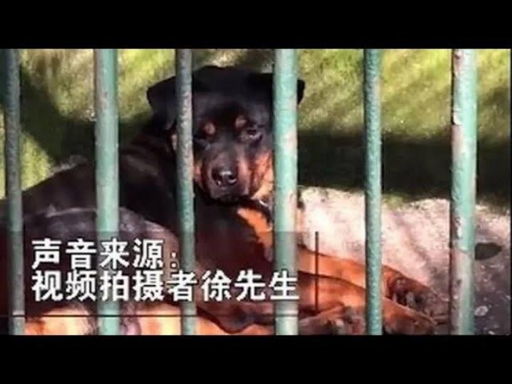 Chinese dierentuin vervangt wolf door rottweiler: "Goedkoper"