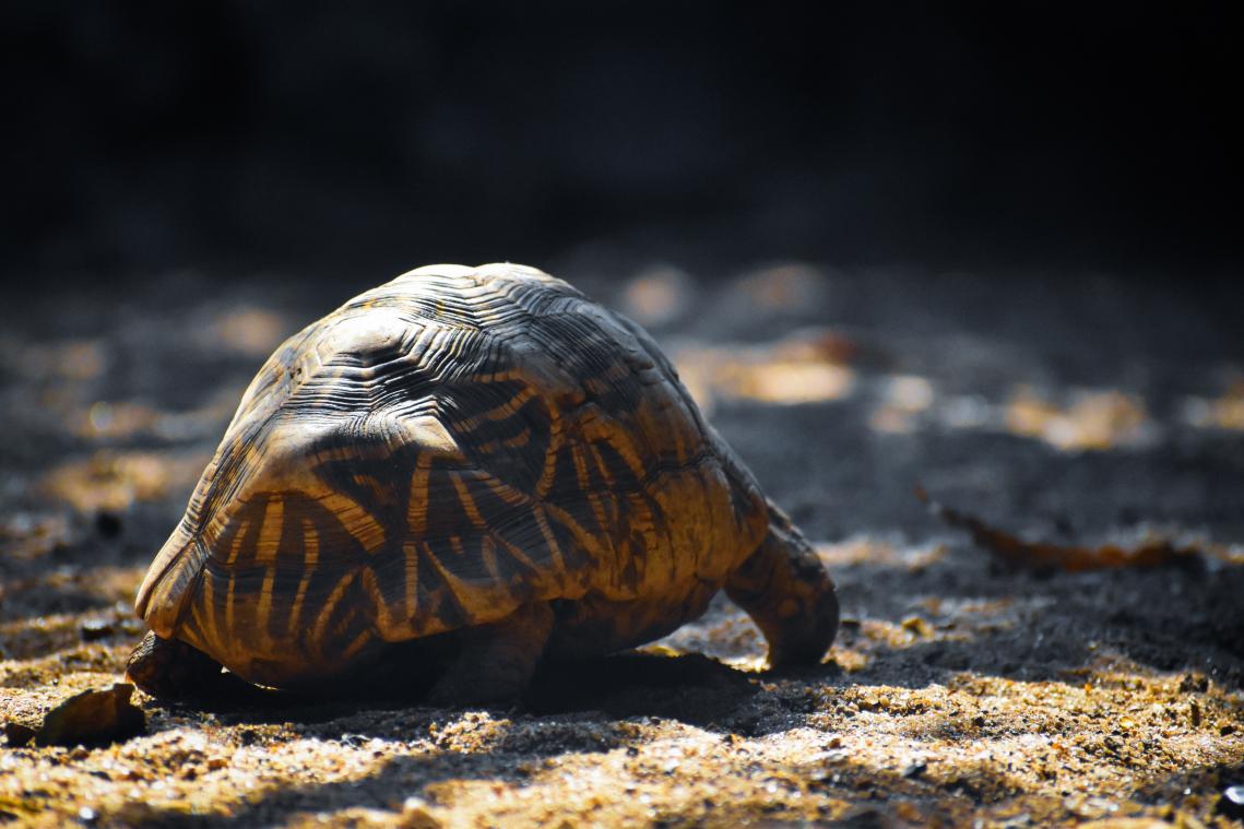 19 doden na voedselvergiftiging door zeeschildpad