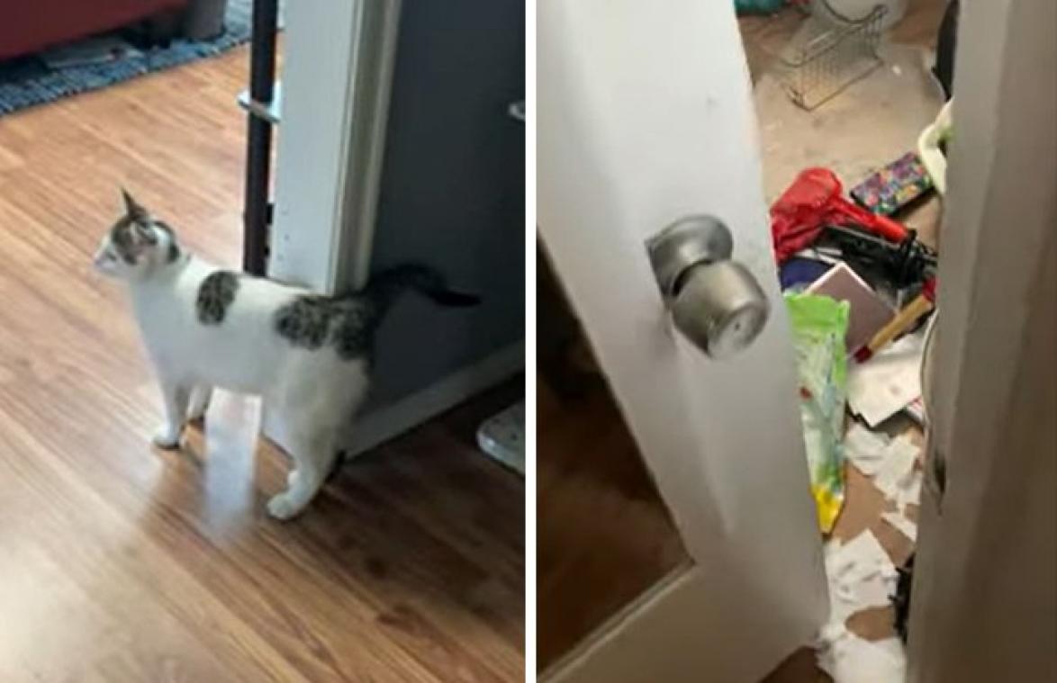 Daarom laat je je kat best niet alleen in de badkamer: "Oh mijn God!" (video)