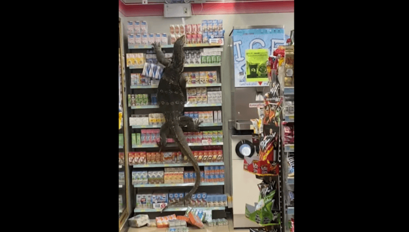 WTF. Real-life Godzilla' zet supermarkt op stelten (video)