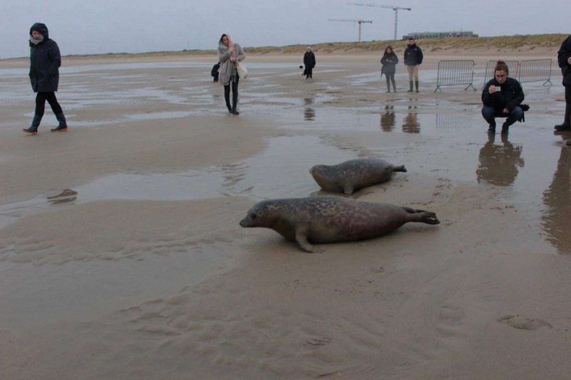 Er duiken steeds meer zeehonden op aan onze kust