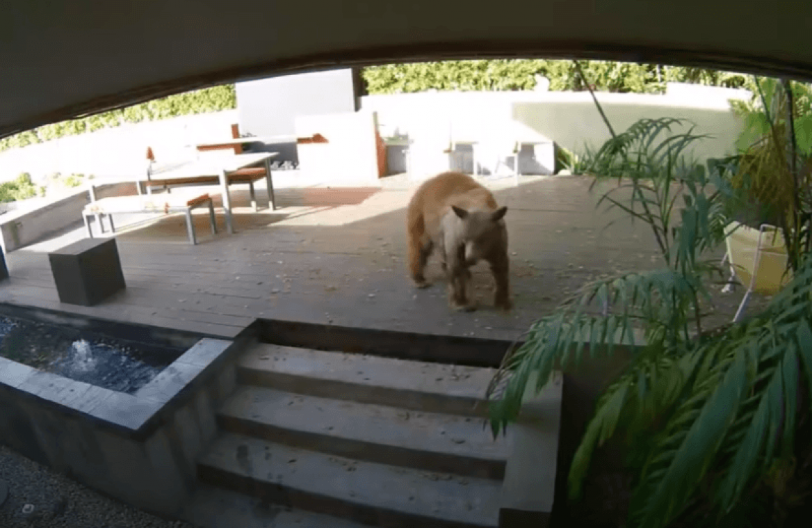 Gigantische beer dringt huis binnen, maar dat is buiten deze twee keffertjes gerekend... (video)