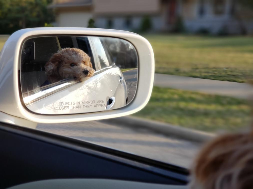 Henegouwse vrouw beboet omdat hondje onbeschermd meerijdt in auto: wat zegt de wet?