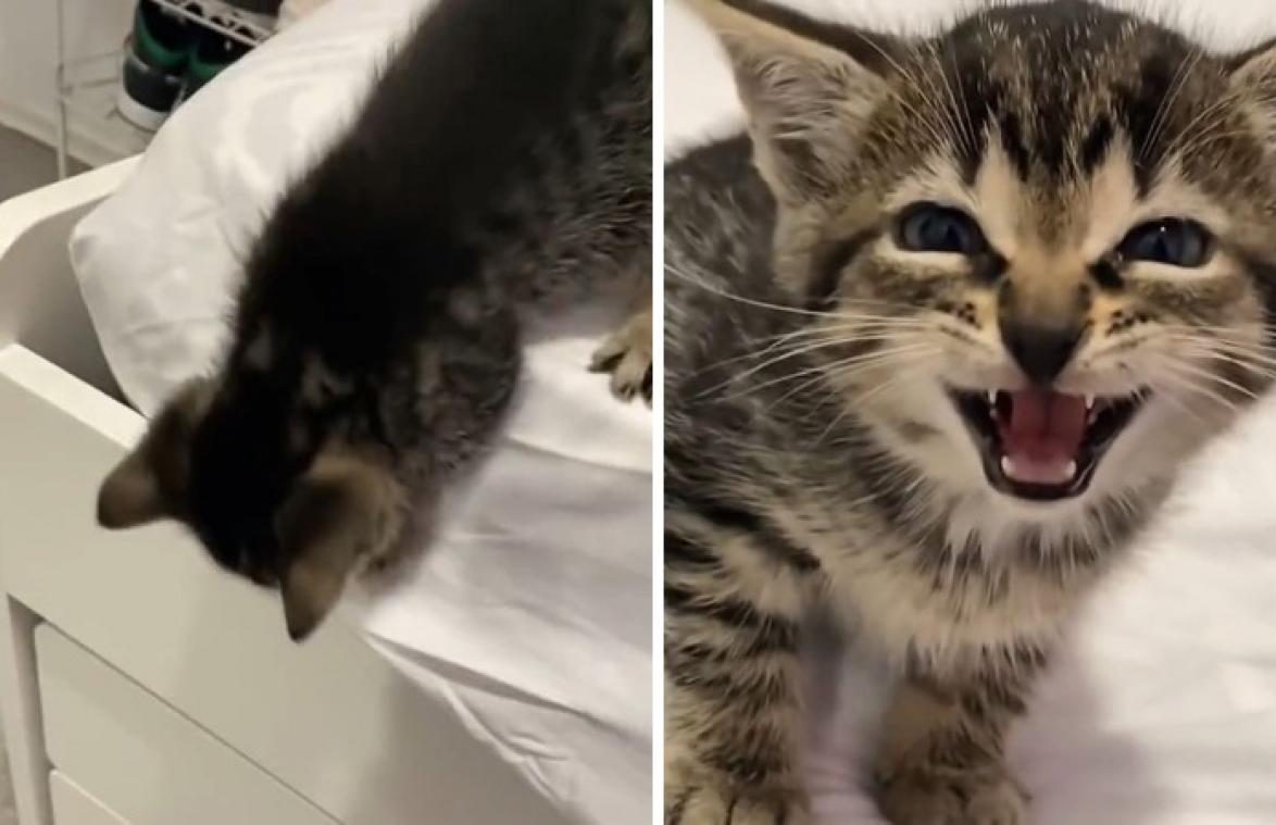 Kitten durft niet van bed springen. Haar reactie als baasje haar uitlacht? HILARISCH! (video)