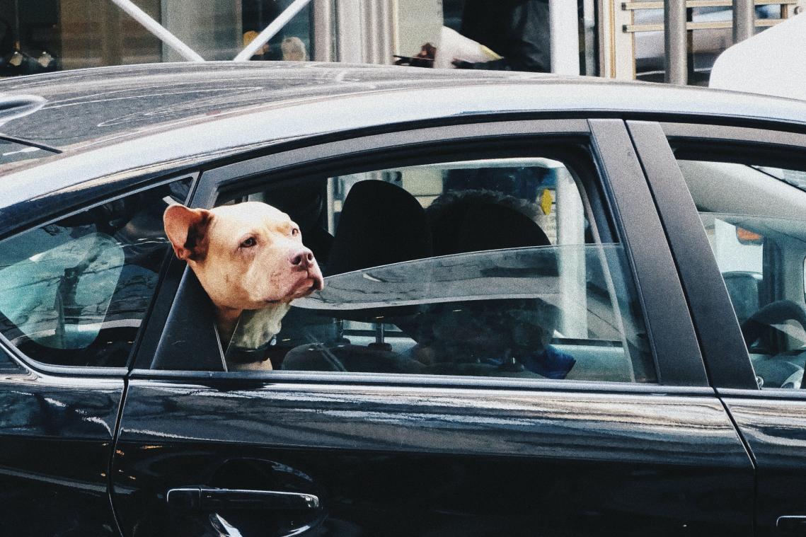 YES. Uber lanceert speciale dienst voor huisdieren in Brussel