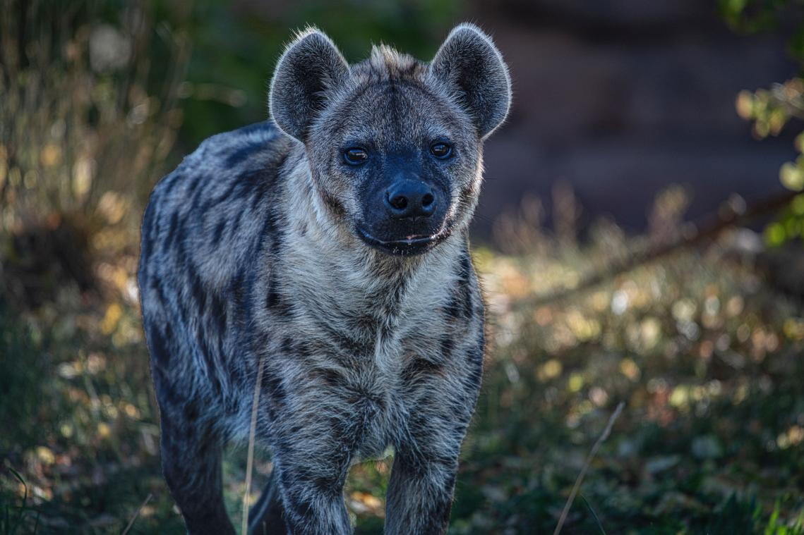 SCHATTIG! Twee gevlekte hyena's geboren in Beekse Bergen (video)