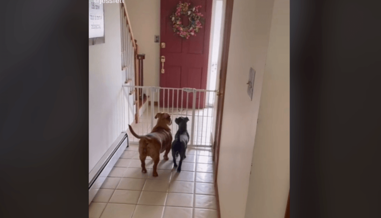 Hond verbaast baasjes met clever ontsnappingstrucje: "Briljant" (video)