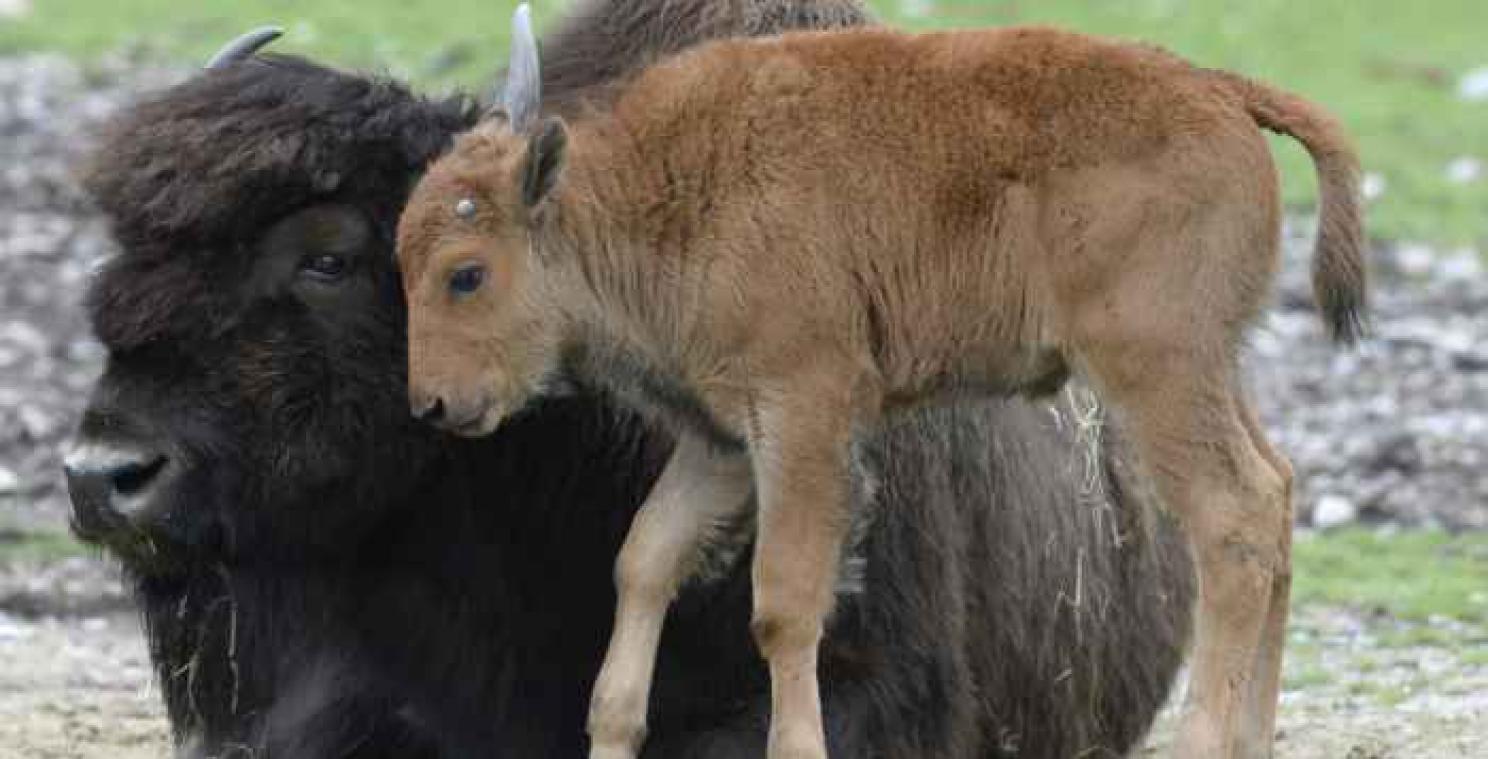 Goedbedoelde daad leidt tot euthanasie van bizonkalf