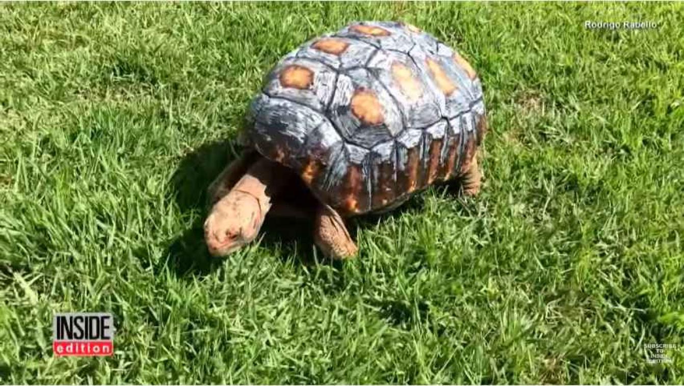 Schildpad krijgt nieuw leven dankzij 3D-geprint schild